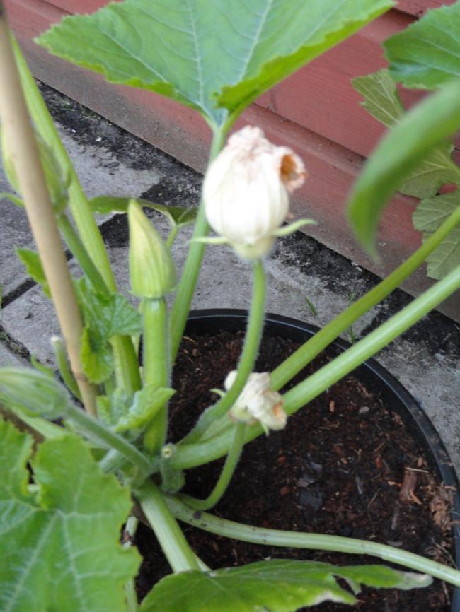 courgette00278311336936942.jpg