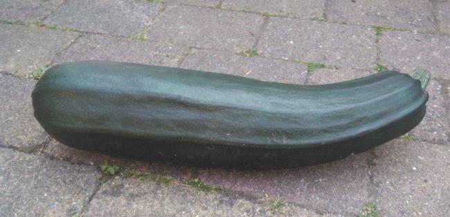 courgette2013-07-2592801374769551.jpg