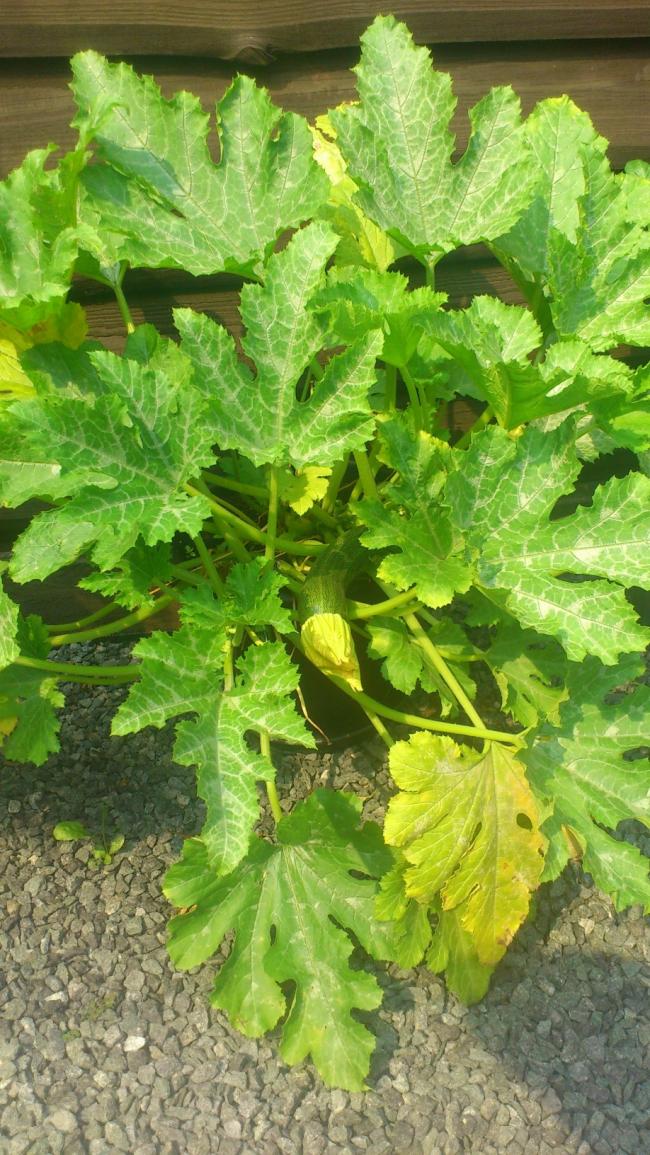 courgette29401343397854.JPG