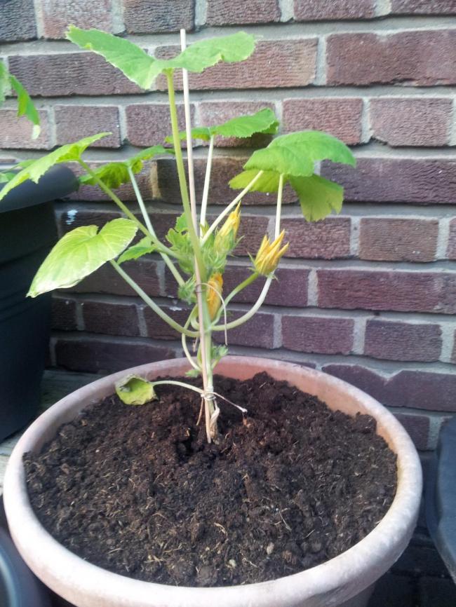 courgette30881369856810.jpg