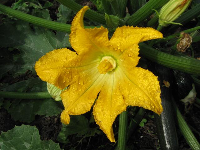 courgette54921370637423.JPG