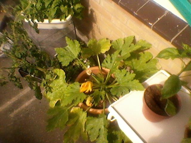 courgette66161346604948.jpg