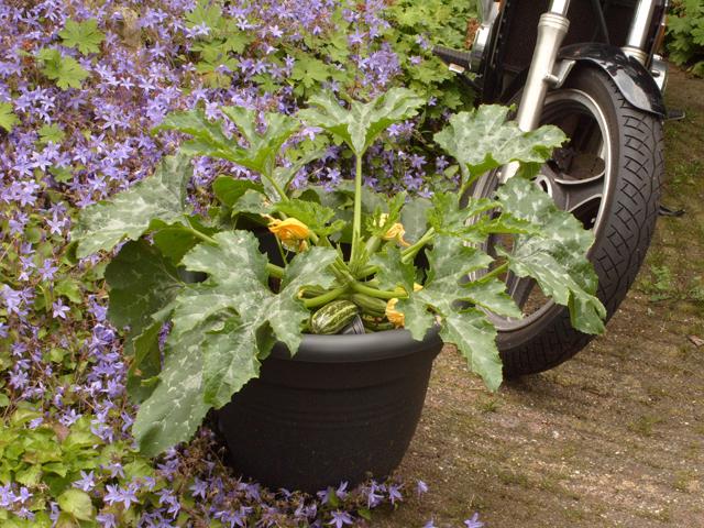 courgette80341340204483.JPG