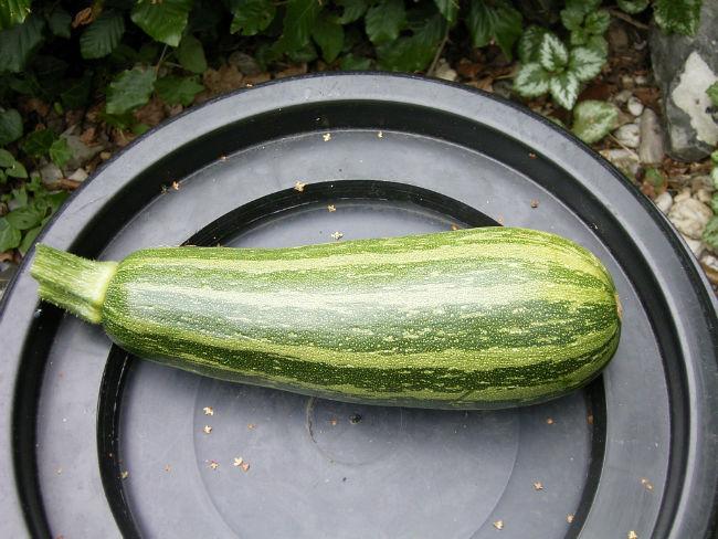 courgette81131407506232.JPG
