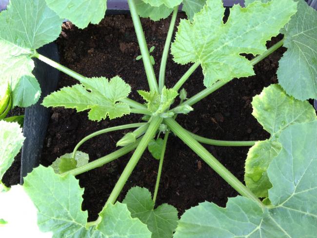 courgette96861371221158.JPG