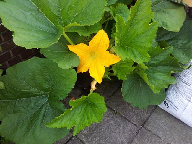 courgettebloem-speciekuip-18-7-1383581374142635.jpg
