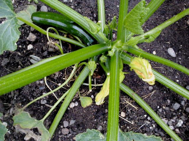 courgettebloem99861341943086.jpg
