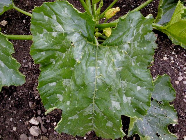 courgetteschimmel47021341943119.jpg