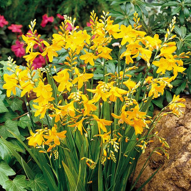crocosmia-george-davidson91451462108314.jpg