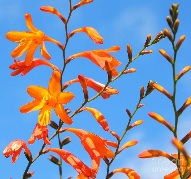 crocosmia-oranje74731462108334.jpg
