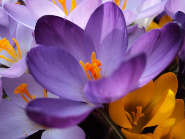 crocus-2-00224551365094098.jpg