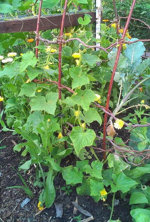 cucurbitae-komkommers-juli59901457740127.jpg
