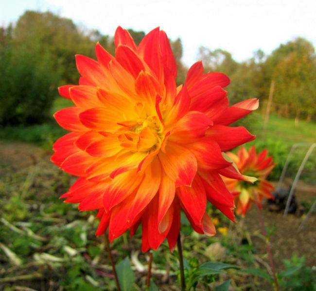 dahlia-Appelvrouw-gekregen61301439567620.jpg