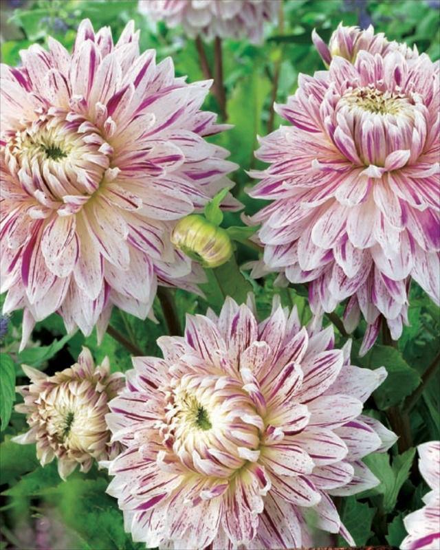 dahlia-Avignon86491433262144.jpg