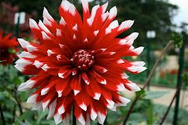 dahlia-Blithe-spirit24261439567628.png