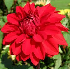 dahlia-Garden-wonder23381439567631.png