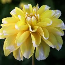 dahlia-Lemon-cane37711439567638.png