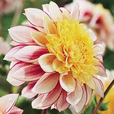 dahlia-Polka96671439567647.png