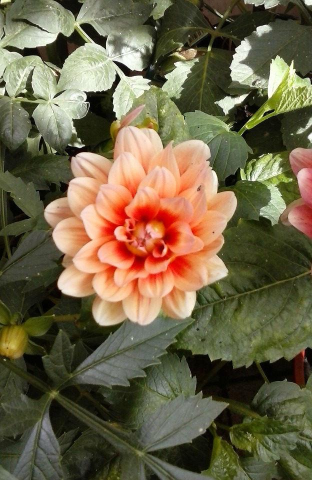 dahlia-creme-rood78421443013226.jpg