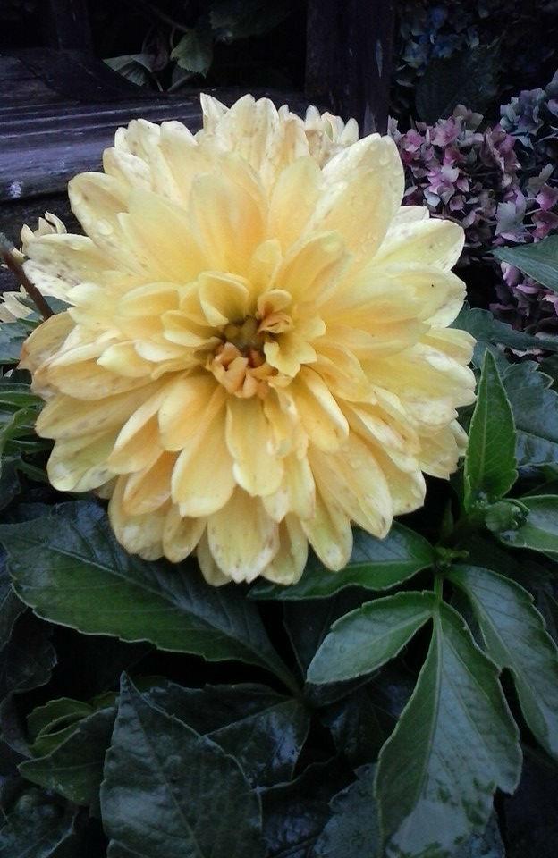 dahlia-gekocht-geel-201534481443013233.jpg