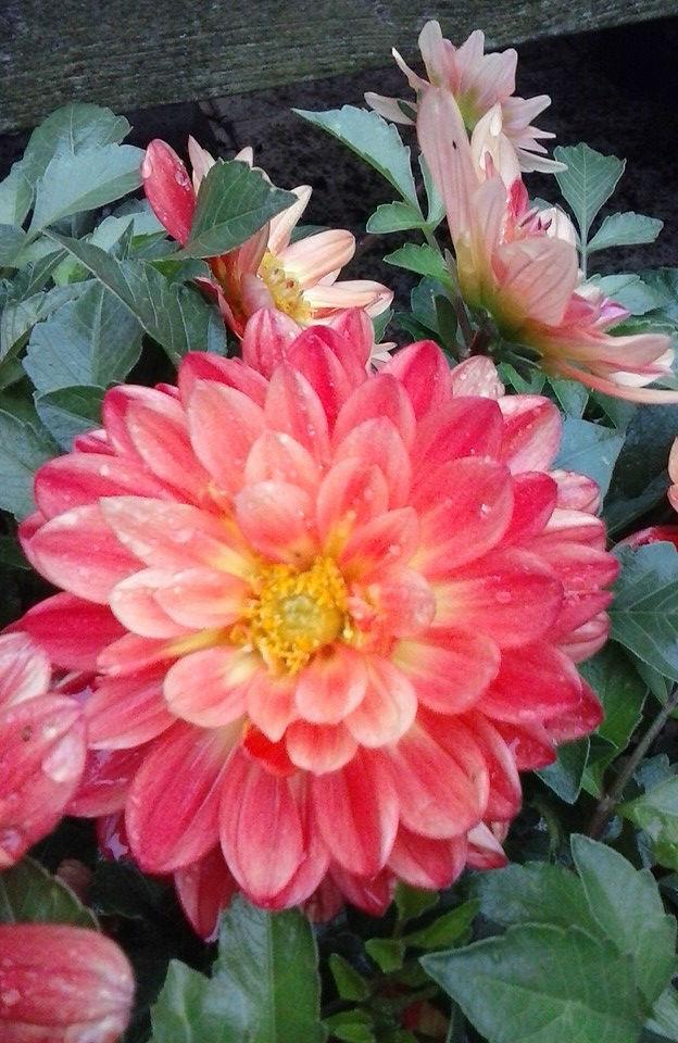 dahlia-gekocht-rood-201573841443013237.jpg