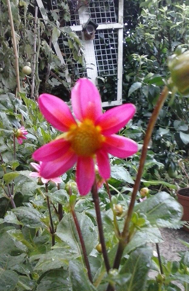dahlia-klein-roze-201527411443013241.jpg