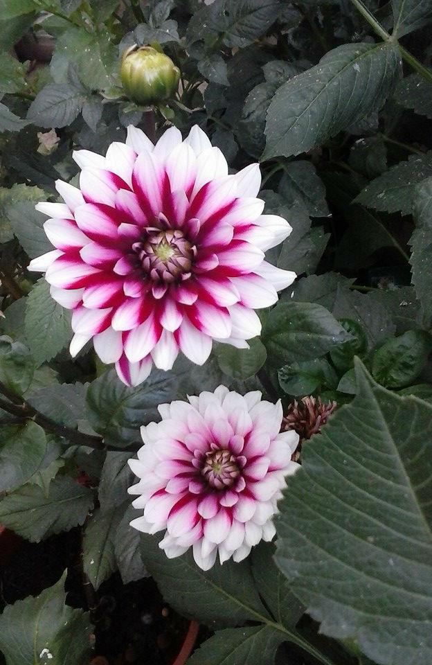 dahlia-paars-wit19081443013244.jpg