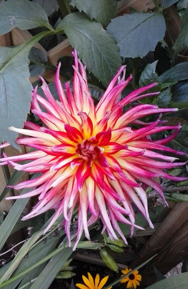 dahlia-rood-geel61291443013252.jpg