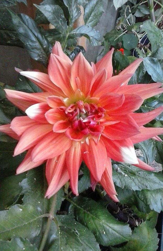 dahlia-rood-wit18961443013255.jpg