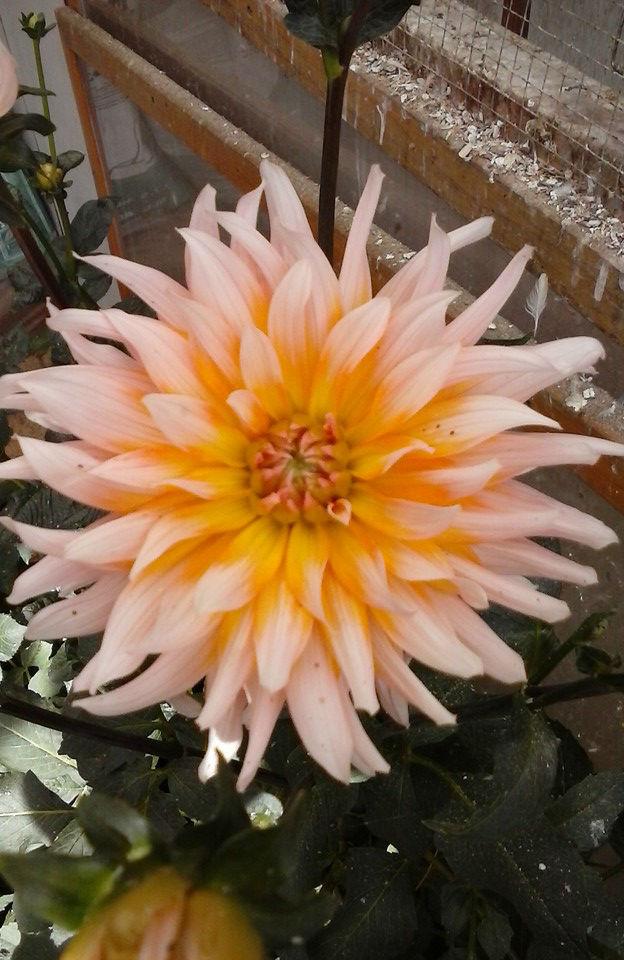 dahlia-roze-oranje62641443013222.jpg