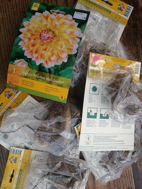 dahlia25381457887152.jpg