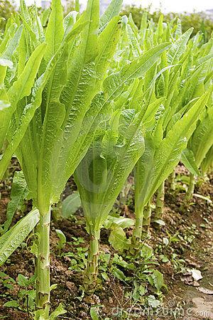 de-sla-van-de-asperge-1251420787891452627899.jpg