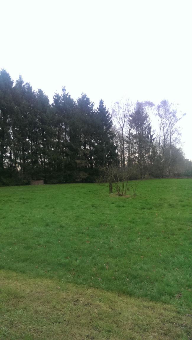 dennen12161388486604.jpg