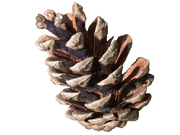 dennenappel61801408194771.jpg