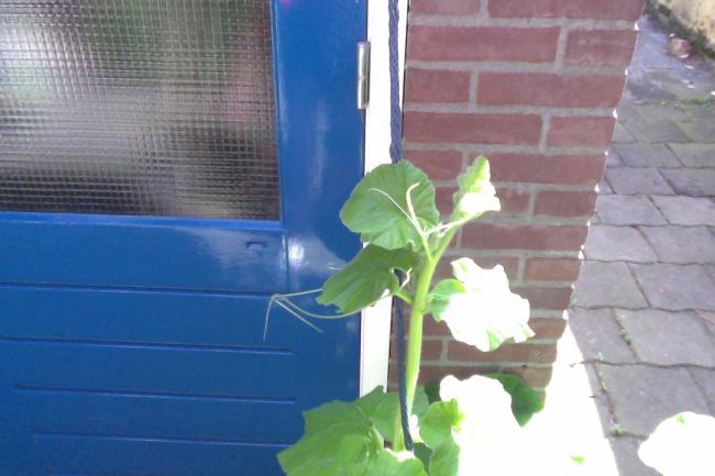 detail-grote-pompoen70951341134896.jpg