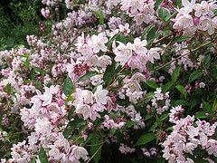 deutzia-rosea94381436630809.jpg