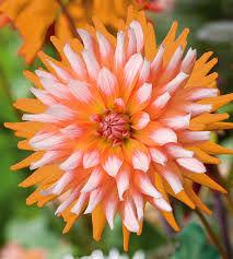dhalia-catctus-orange-turmoil18831422366377.jpg