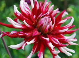 dhalia-rood-wit16231422366385.jpg