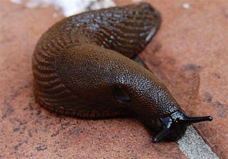 dier-naaktslak80901343080480.jpg