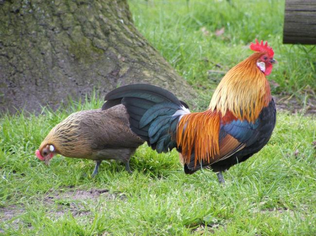 dieren-kippen-eigen197391394209071.jpg