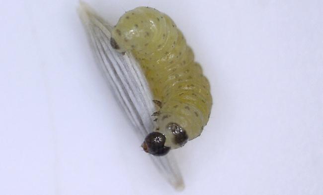 digimicro125291372927484.PNG