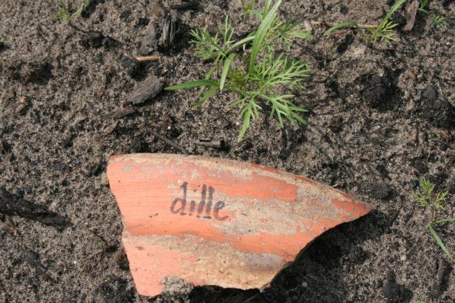 dille13271330632162.JPG