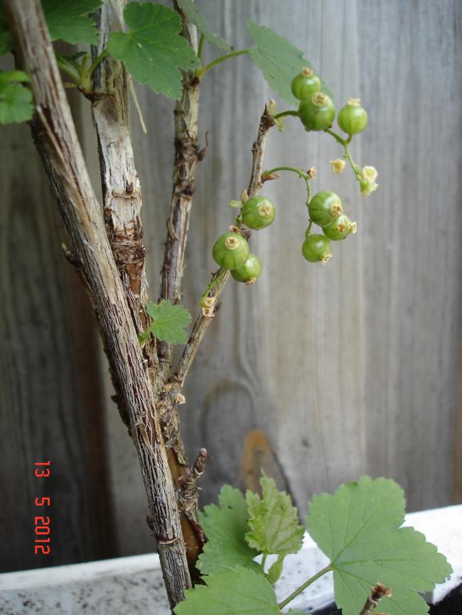 dsc0363366481336910835.JPG