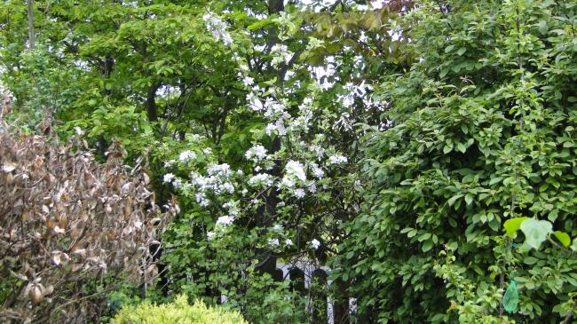 dsc0681069421336673127.JPG