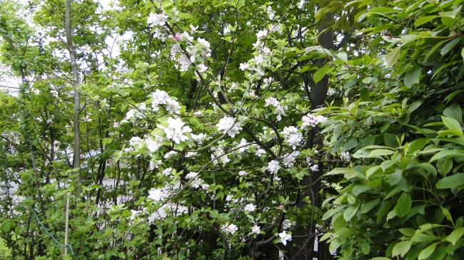 dsc0681188591336673165.JPG