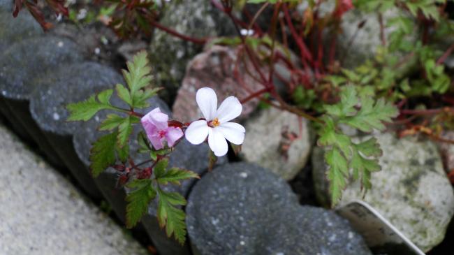 dsc0707126841337364645.JPG