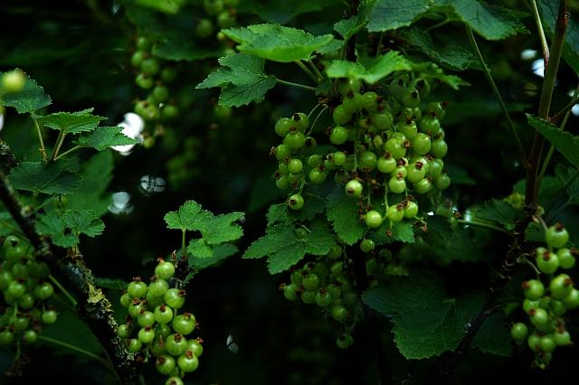 dsc993648221370525872.jpg