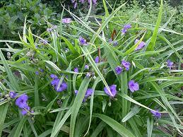 eendagsbloemen47841411316388.png
