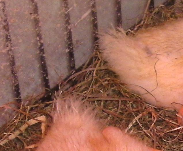 eendenstaartjes-26-04-201717821493201705.jpg