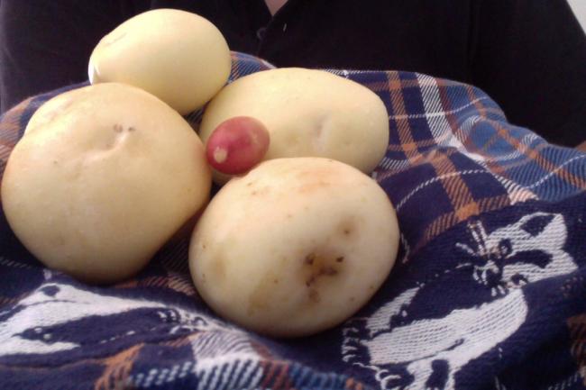 eerste-aardappelen!65021374153492.jpg
